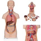Anatomie model torso met organen, unisex, 12-delig, 54 cm, Nieuw, Verzenden