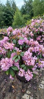 Rhododendron Cataw. Grandiflorum 80-90cm, Tuin en Terras, Planten | Bomen, Ophalen