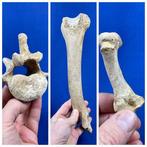 3 botten van grotbeer van hoge kwaliteit - Fossiel bot -, Verzamelen, Mineralen en Fossielen