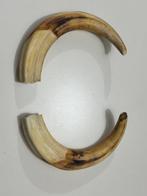 Wrattenzwijn Slagtand - Phacochoerus - 18.5 cm - 3.5 cm - 0, Nieuw