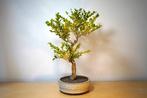 Palmboompje bonsai (Buxus sempervirens) - Hoogte (boom): 45
