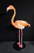 opgezette vogels,dieren en mooie geoden en deco taxidermie., Verzamelen, Ophalen of Verzenden, Nieuw, Vogel, Opgezet dier