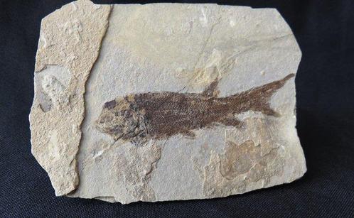 Fossiele straalvinnige vis - Gefossiliseerd dier -, Verzamelen, Mineralen en Fossielen