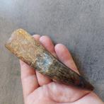 Dinosaurus - Fossiele tand - Sehr großer Spinosaurus, Verzamelen