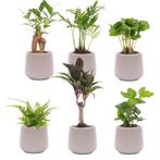 Mini planten set 6 - Inclusief 6x pot Joey grijs mat, Verzenden