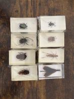 Collectie met dierenthema - Hars gegoten insecten, Verzamelen, Nieuw
