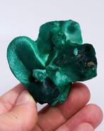 Uitstekende botryoïde malachiet met Chantilly - Hoogte: 5.5, Verzamelen