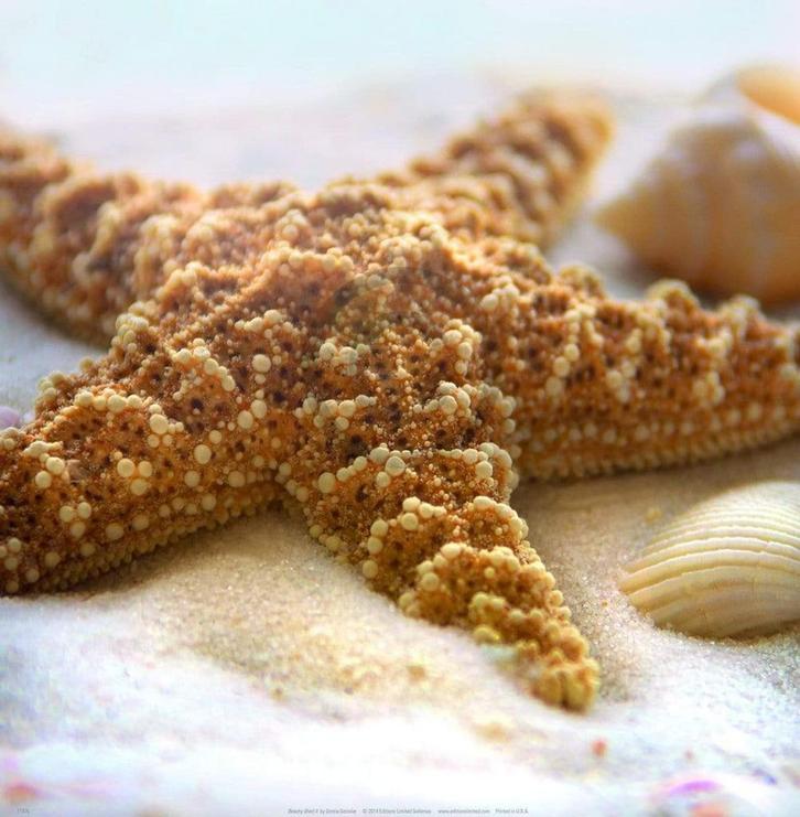 Kunstdruk Donna Geissler - Beach Shell II 30x30cm, Huis en Inrichting, Woonaccessoires | Schilderijen, Tekeningen en Foto's, Nieuw