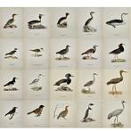 0 Magnus von Wright (1805 - 1868) - Set of 20 Antique Prints