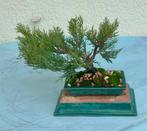 Jeneverbes bonsai (Juniperus) - Hoogte (boom): 23 cm -