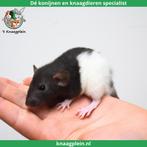 Jonge handtamme dwergratten te koop!, Dieren en Toebehoren, Knaagdieren, Meerdere dieren, Rat, Tam