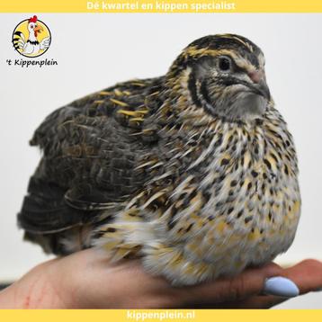 Jonge Japanse Kwartels - Hennen - Handtamme kwartels te Koop beschikbaar voor biedingen