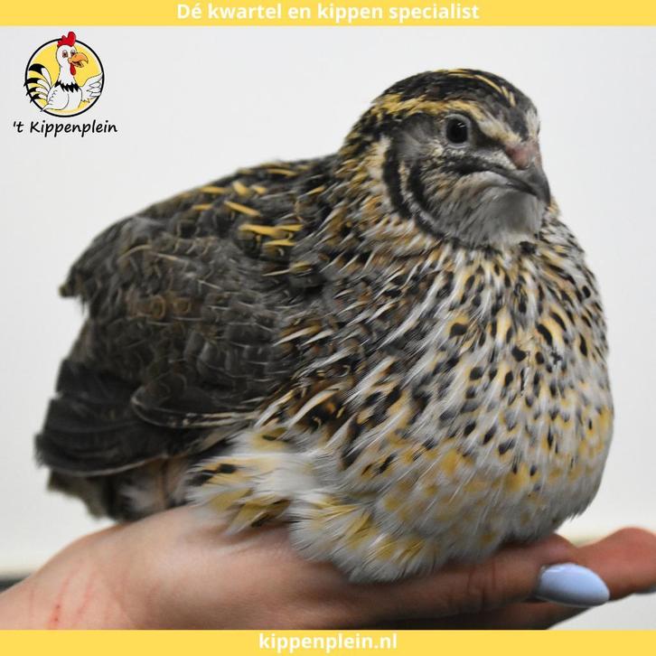 Jonge Japanse Kwartels - Hennen - Handtamme kwartels te Koop, Dieren en Toebehoren, Pluimvee, Overige soorten, Meerdere dieren