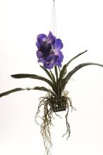 Emerald - Vanda hangplant - 60 cm - Paars, Verzenden, Nieuw