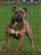 FarmDogs | Verschillende types volwassen Old English Buldog!, Meerdere, 3 tot 5 jaar, Bulldog, Meerdere dieren