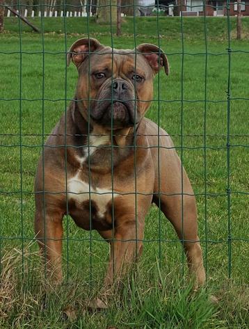 FarmDogs | Meerdere types gezonde Old English Buldoggen! beschikbaar voor biedingen