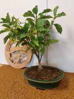 magnolia - Hoogte (boom): 52 cm - Diepte (boom): 42 cm -