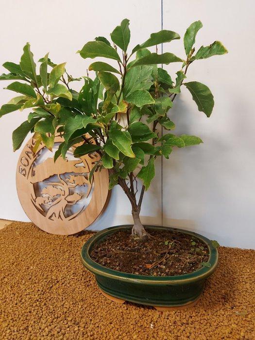 magnolia - Hoogte (boom): 52 cm - Diepte (boom): 42 cm -, Antiek en Kunst, Curiosa en Brocante