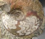 Zeldzame Paleozoïsche ammoniet - Extra zeldzame soort -