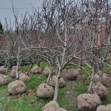 Oude peren / appel boom. Oude fruitboom