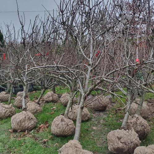 Oude perenboom/Appelboom, Oude fruitboom. Malus, Pyrus, Tuin en Terras, Planten | Bomen, Overige soorten, Halfschaduw, 250 tot 400 cm
