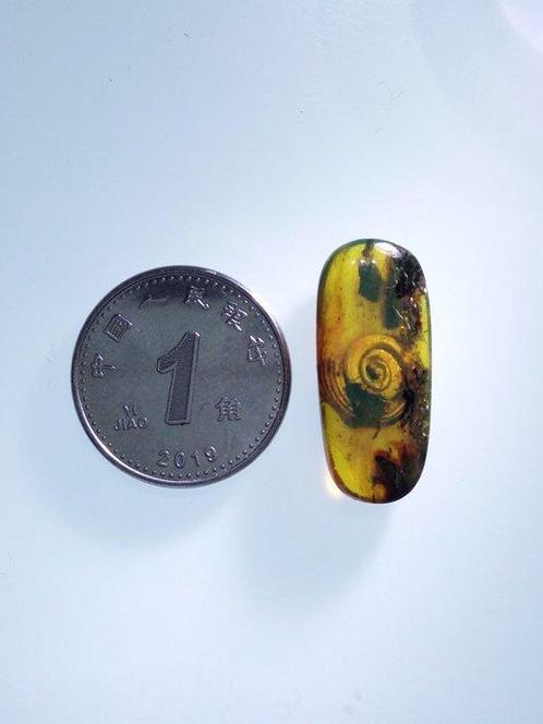 Barnsteen - A large golden snail - 22 mm - 10 mm, Verzamelen, Mineralen en Fossielen
