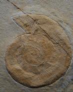 Ammoniet - Gefossiliseerd dier - Subplanites, Verzamelen, Mineralen en Fossielen