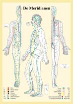 Anatomie poster meridianen (Nederlands, gelamineerd, A2), Nieuw