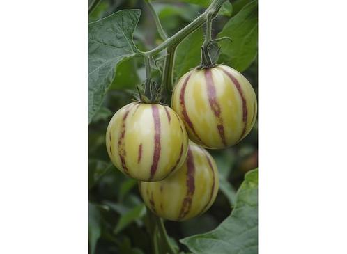 Pepino Gold Meloenpeer set van 3, Huis en Inrichting, Kamerplanten, Verzenden