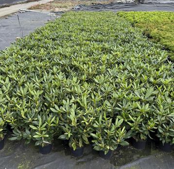 Rhododendron kwekerij én aanplantservice beschikbaar voor biedingen