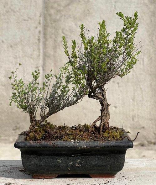 Bonsai Tijm - Hoogte (boom): 17 cm - Diepte (boom): 20 cm -, Antiek en Kunst, Curiosa en Brocante