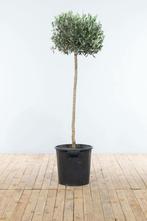 Olijfboom / Olea Europaea op stam 125-150 cm