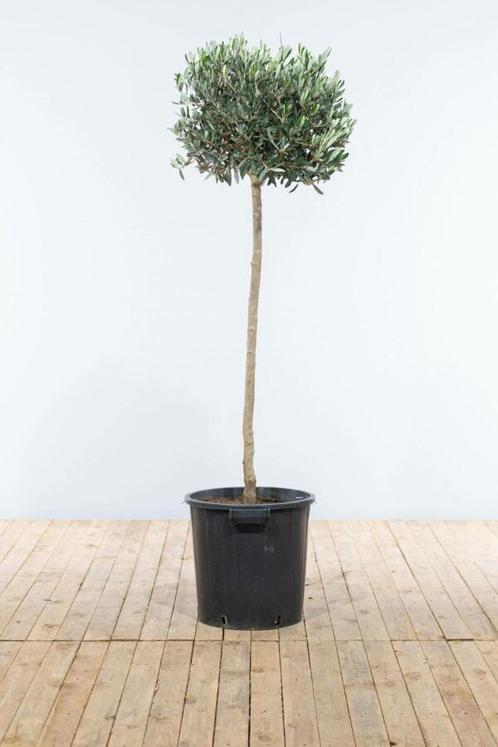 Olijfboom / Olea Europaea op stam 125-150 cm, Tuin en Terras, Planten | Tuinplanten