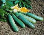Tigress F1 Courgette Tigress Courgette zaden, Ophalen of Verzenden, Nieuw