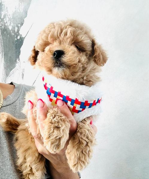 Echte Maltipoo, maltezer x toy poedel, mag gelijk verhuizen, Dieren en Toebehoren, Honden | Chihuahua's en Gezelschapshonden, Meerdere