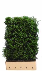 Taxus baccata 120 cm - Quickhedge, Tuin en Terras, Planten | Tuinplanten, Verzenden