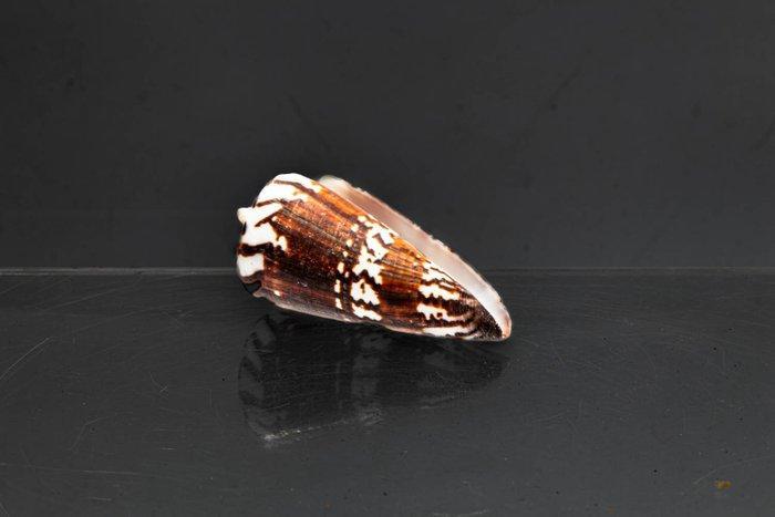 Zonder minimumprijs ***Sammlerschnecke*** dark pattern, Verzamelen, Dierenverzamelingen