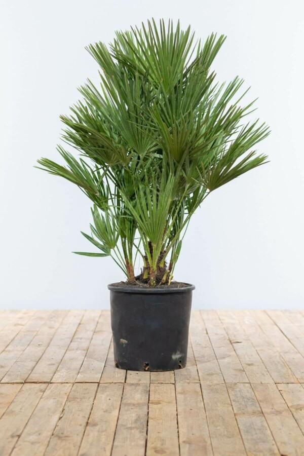 Europese Dwergpalm / Chamaerops Humilis struik 100-125 cm, Tuin en Terras, Planten | Tuinplanten