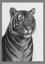 Schu - Tiger