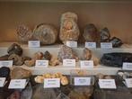 Oude fossielenverzameling met meer dan 30 stukken - Fossiele, Verzamelen, Mineralen en Fossielen