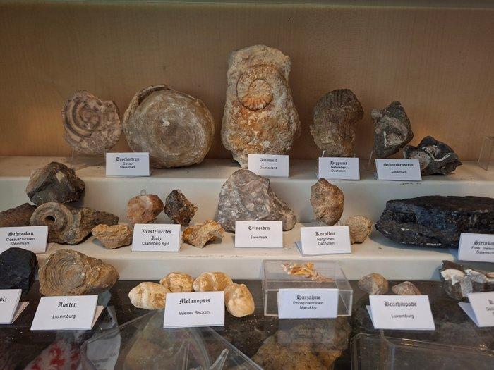 Oude fossielenverzameling met meer dan 30 stukken - Fossiele, Verzamelen, Mineralen en Fossielen