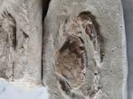 Krab - Gefossiliseerd dier