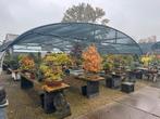 Alles-MOET-weg bonsai sale: zat. & zon. geopend 60 & 70%, Vaste plant, Halfschaduw, Zomer, Ophalen