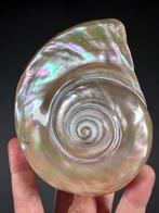 Turbo marmoratus schelp - Gepolijst Zeeschelp - Turbo, Nieuw