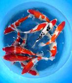 Hirasawa Marusei 28-35cm (Japanse Koi), Dieren en Toebehoren, Vissen | Vijvervissen, Karper of Koi