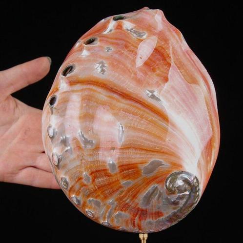 Rode abalone schelp op aangepaste sokkel - Zeeschelp -, Verzamelen, Dierenverzamelingen