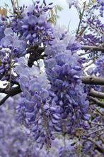 Wisteria sinensis Prolific - Blauwe regen - Ø15cm - 65cm, Verzenden, Nieuw