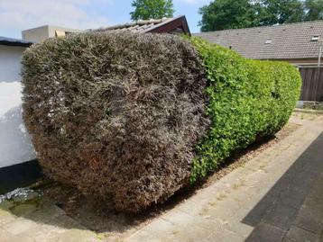 Haag verwijderen , boomstronk , HKD Groentechniek beschikbaar voor biedingen