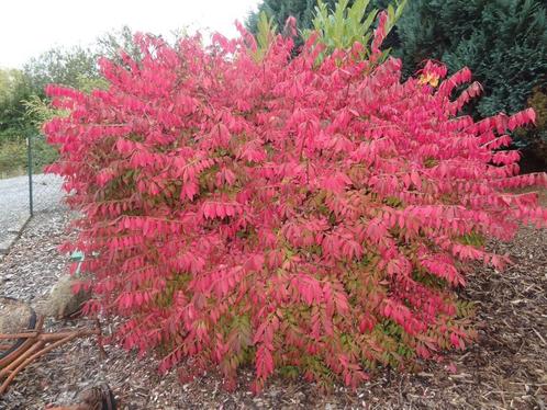 Euonymus alatus Compactus Kardinaalsmuts 80/100, Tuin en Terras, Planten | Struiken en Hagen, Ophalen
