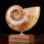 Iconische Jurassic-cephalopode “Wunderkammer,” -